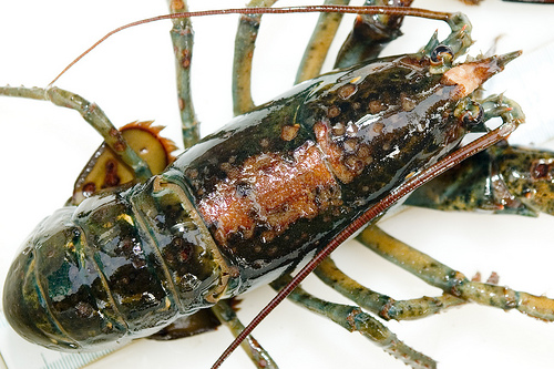 Lobster Shell Disease impacts the outer shell. While it doesn't harm the meat, it does harm its marketability.