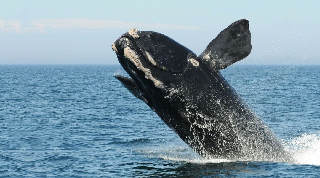 Understanding the North Atlantic Right Whale Litigation