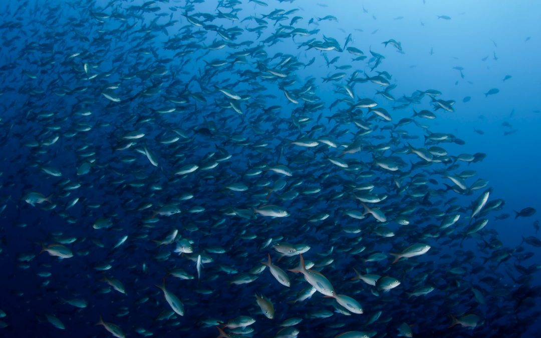 “Infinity Fish”: Preserving Ocean Resources for Future Generations