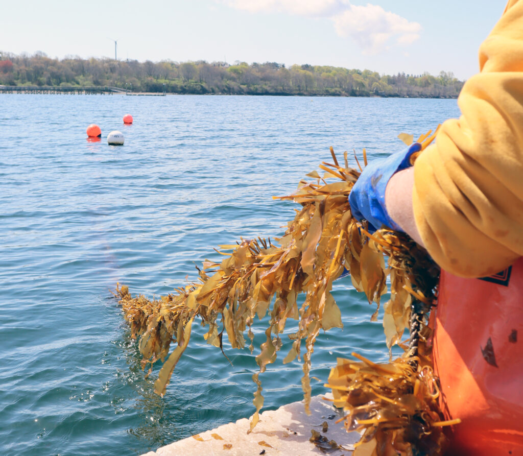 Line of sugar kelp being pulled from water