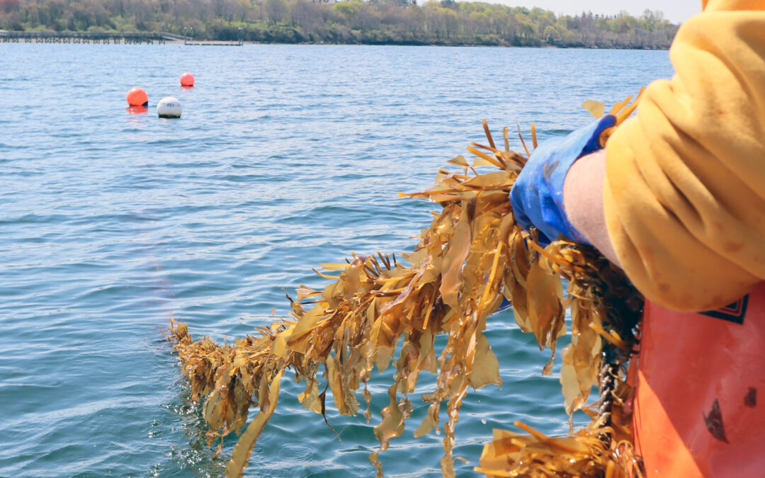 Seaweed Aquaculture in Rhode Island