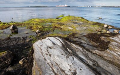 New research shows nitrogen reduction efforts having positive effects in Narragansett Bay