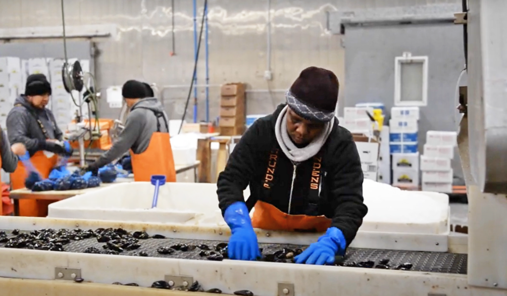 A worker sorts mussels on a conveyor belt