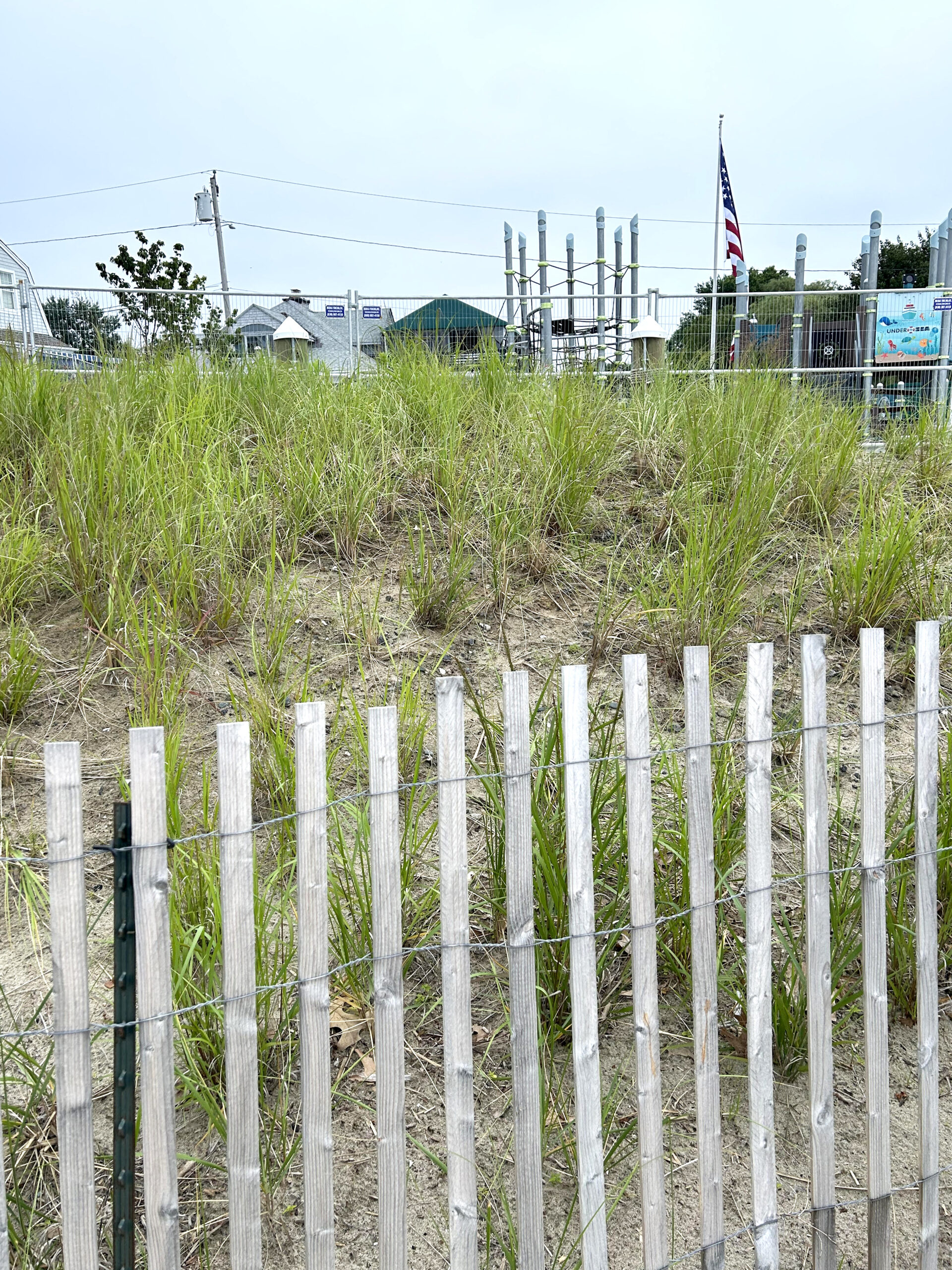 oakland-beach-dune A buffer of native grasses with a dune fence stands between the beach and a new playground at Oakland Beach