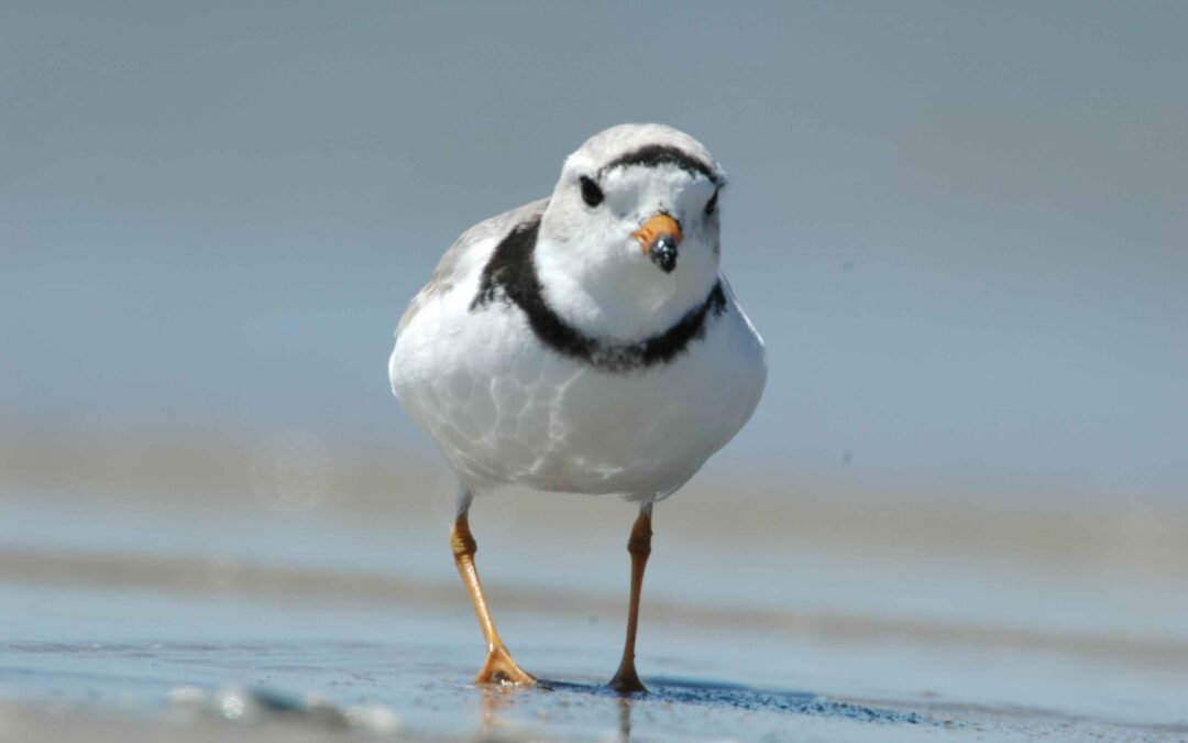 Piping Plovers Complicating Beach Access for NYC Neighborhood