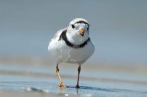 Photo of a plover walking on the beach by Nieminen Gene, USFWS, from Pixnio