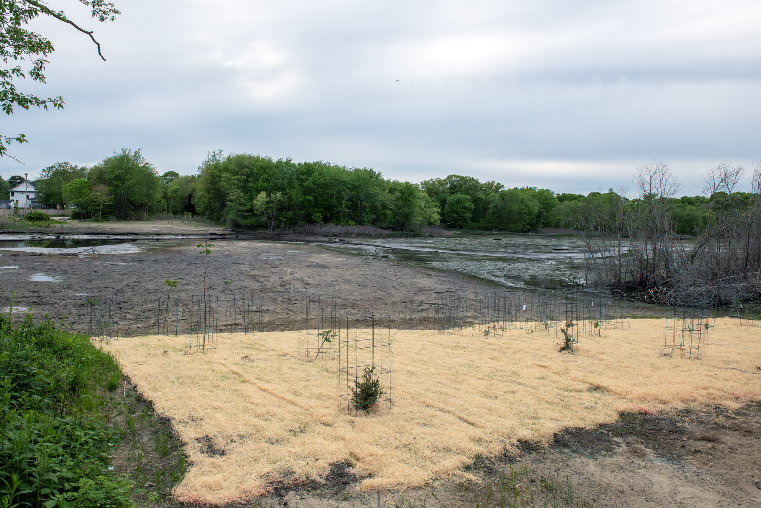 A restoration site along the Kickemuit River shows where recent plantings have been done