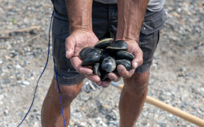 A Beginner’s Guide to Recreational Shellfishing in Rhode Island