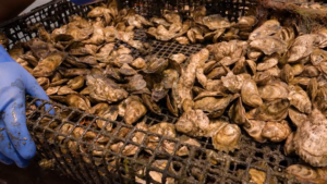 a rack of oysters