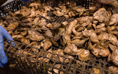 New Fellowship Offers Experience in Aquaculture Science and Policy