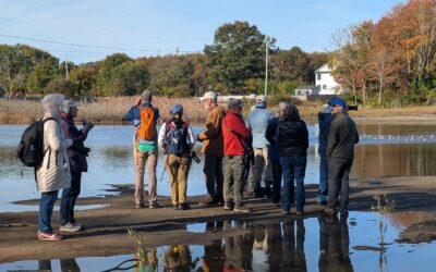 Birds Returning to the Restored Kickemuit River Estuary