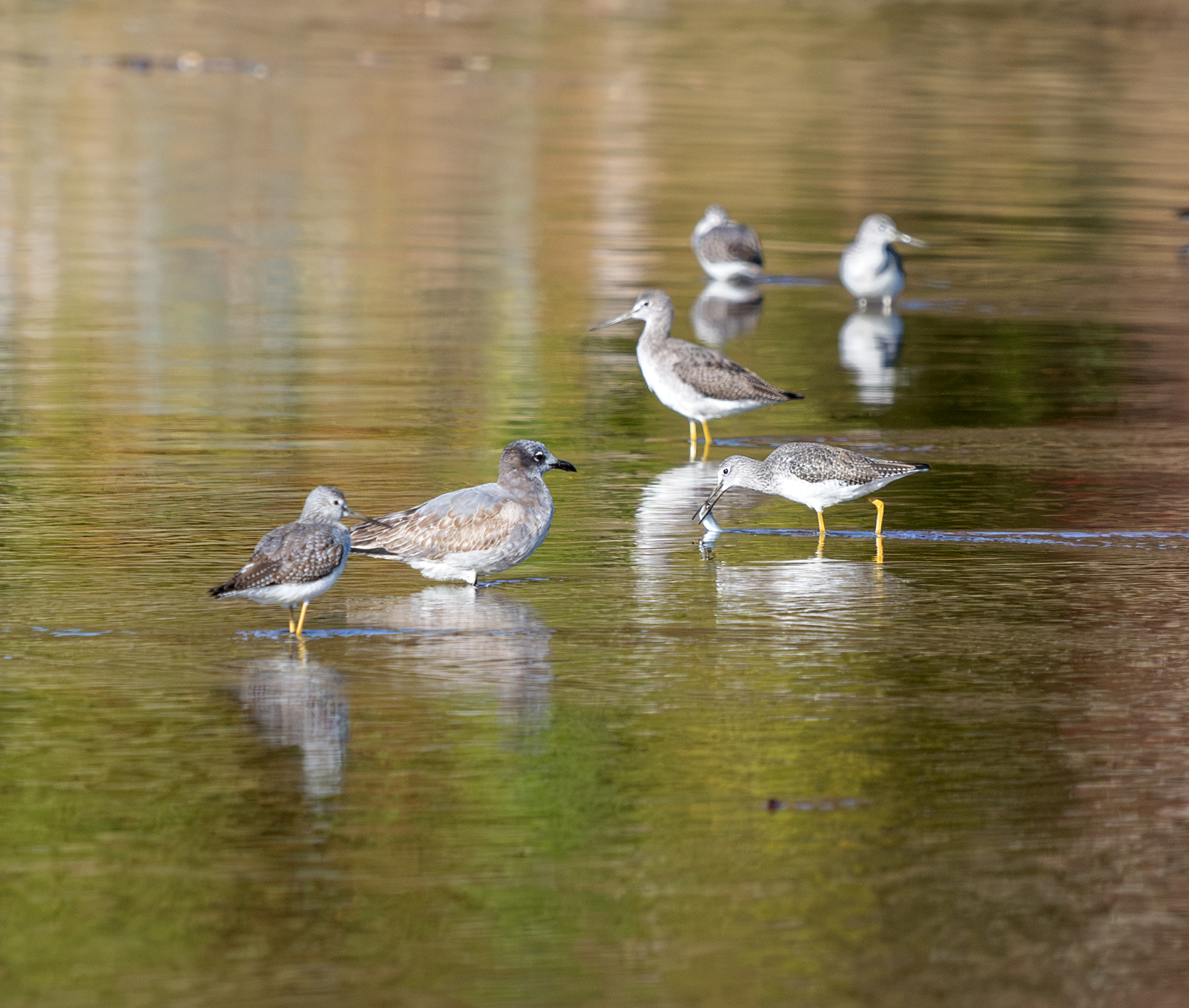 Sandpipers in shallow water